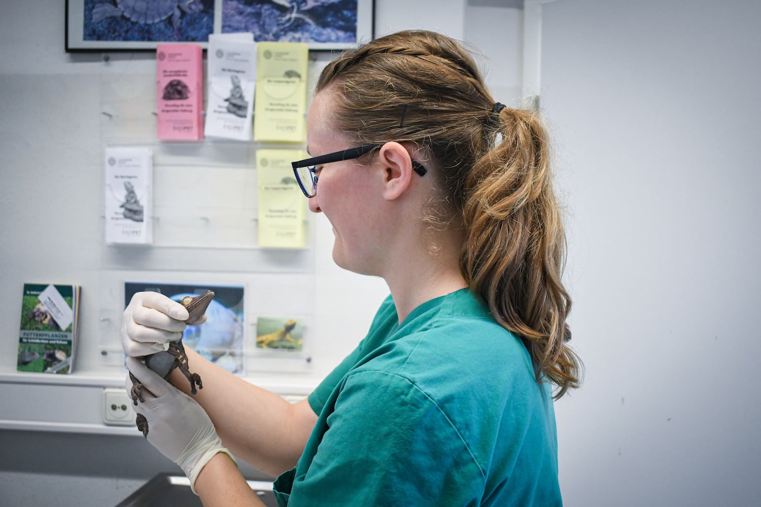 Behandlung Gecko Behandlung eines Blattschwanz-Geckos in der Tierklinik Leipzig