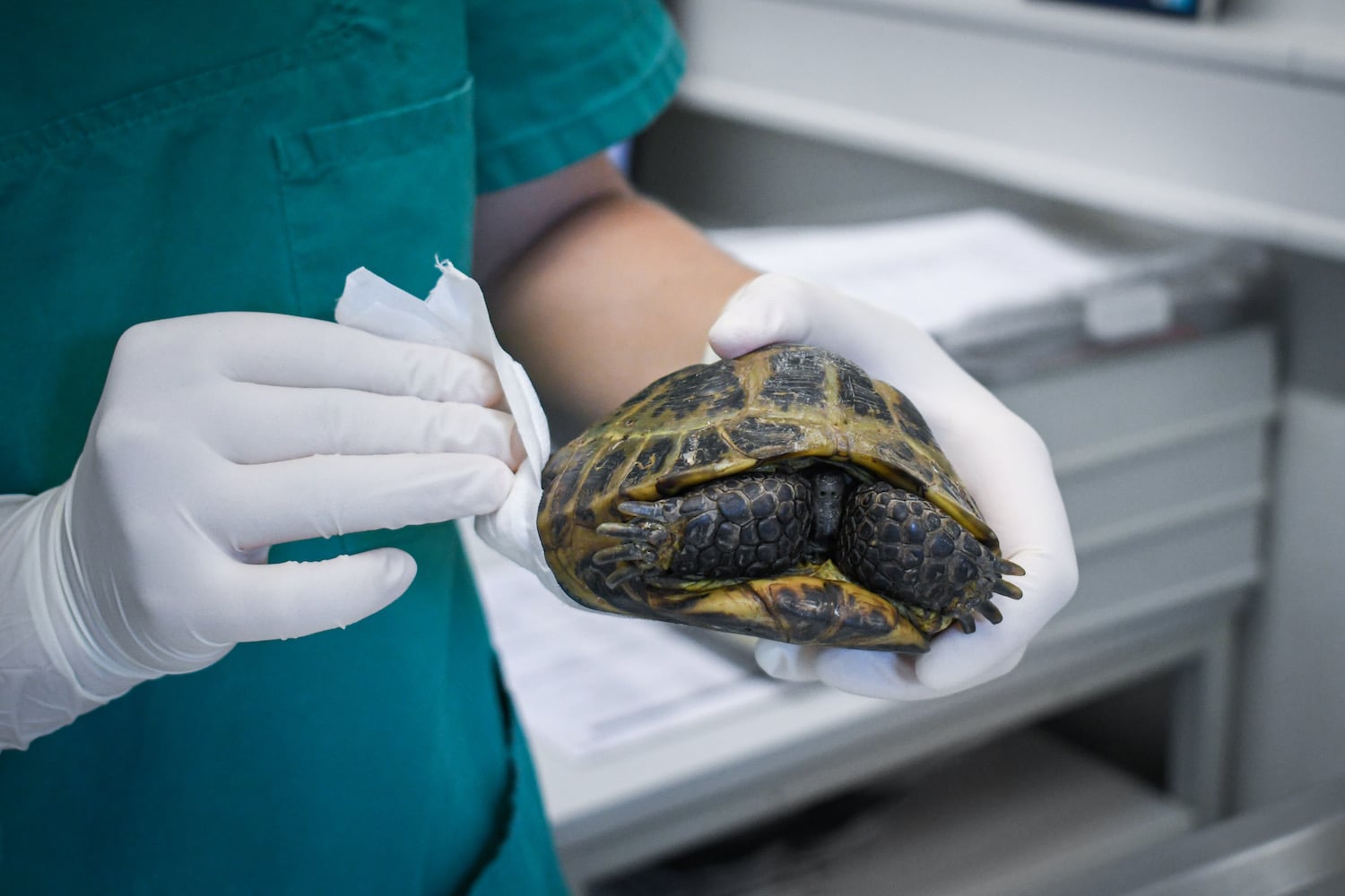 Behandlung Vierzehenschildkröte Behandlung einer Vierzehenschildkröte